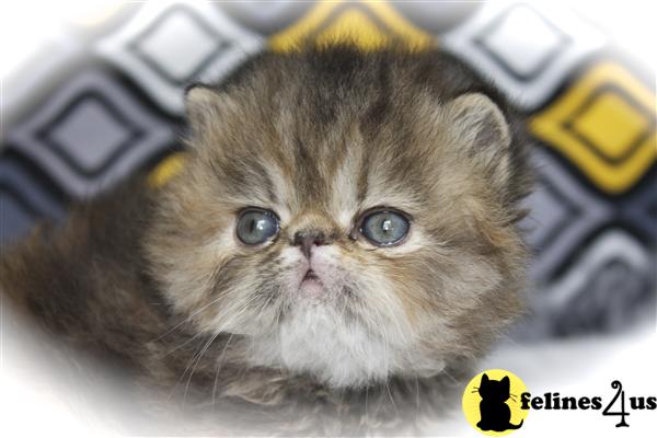 centralparkpersians Picture 2